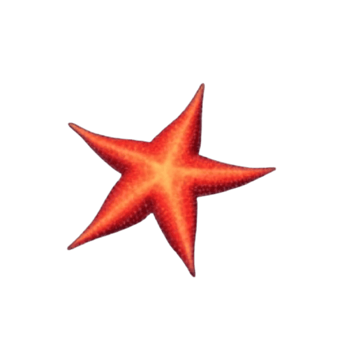 Mermaid_Treasure_ปลาดาว