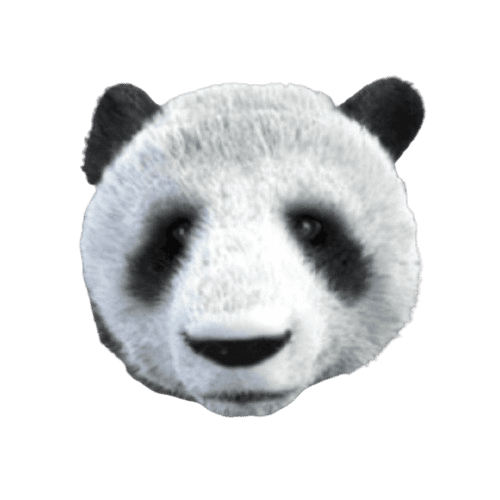 Wild_Giant_Panda_wild