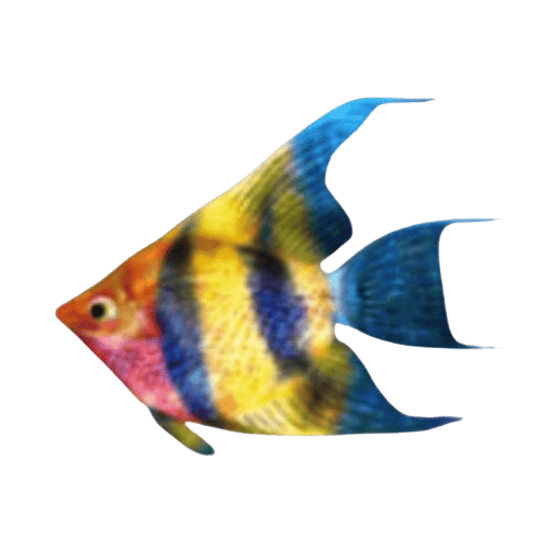 Dolphin_s_Pearl_Deluxe_ปลา
