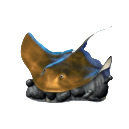 Dolphin_s_Pearl_Deluxe_ปลากระเบน